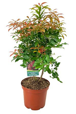 Pieris Mountain Fire