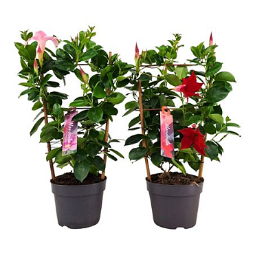Mandevilla Mix On Reck