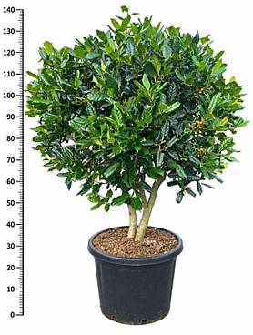 Ilex Nellie R. Stevens