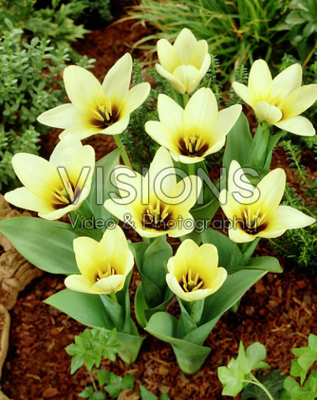 Тюльпан гибрид кауфмана Концерто