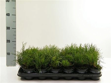 Pinus Mugo Pumilio