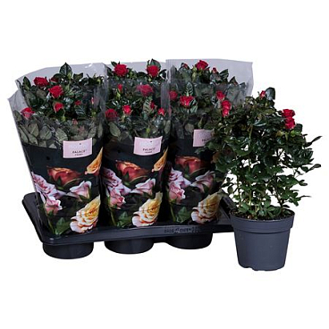 Rosa Red