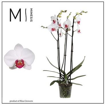 Phal 3st Red Eye 20+ Mimesis (orchid Growers)