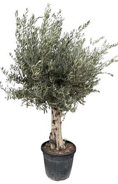 Olea Europea Stam