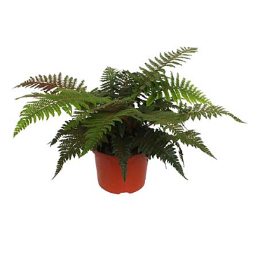 Polystichum Polyblepharum Winter