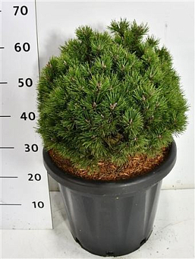 Pinus Mugo Heideperle.