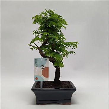 Metasequoia S-shape Outdoor Bonsai