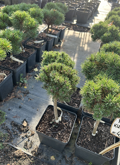 Сосна горная Кукс Минимопс штамб