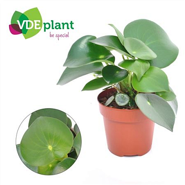 Peperomia Raindrop