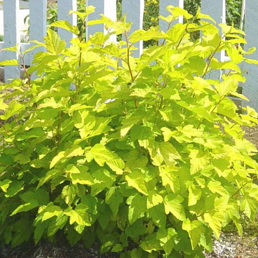 Пузыреплодник калинолистный Наггет в тубе