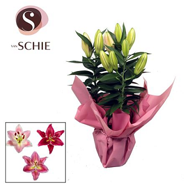 Lilium Or Pink 3pp Rondella