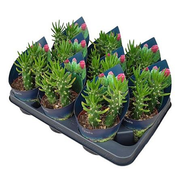 Opuntia Subulata Potcover