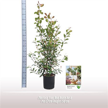 Photinia Fras Red Robin On Reck