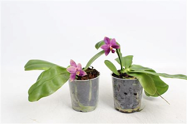 Phal Violacaea 4+