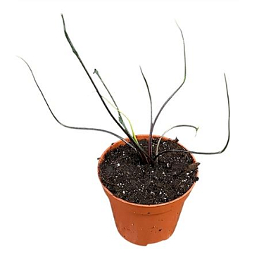 Alocasia Flying Squid