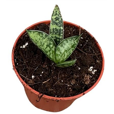 Sansevieria Zebra