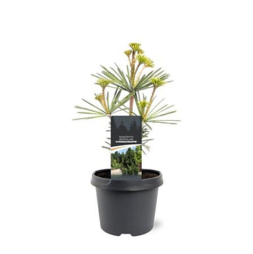 Sciadopitys Verticillata Sternschnuppe