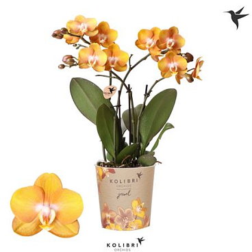 Phal Las Vegas Mut