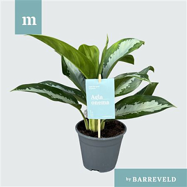 Aglaonema Diamond Bay