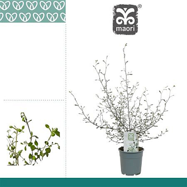 Corokia Maori Green