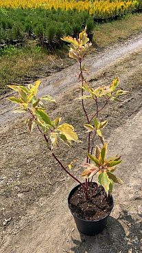 Дерен белый Гоучаулти