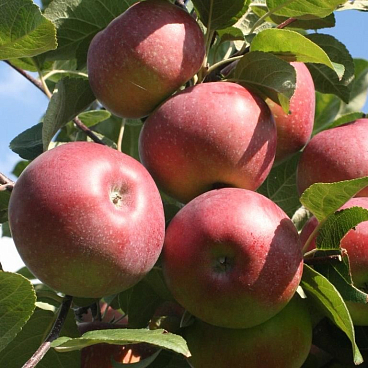 Яблоня домашняя Лобо (в тубе)