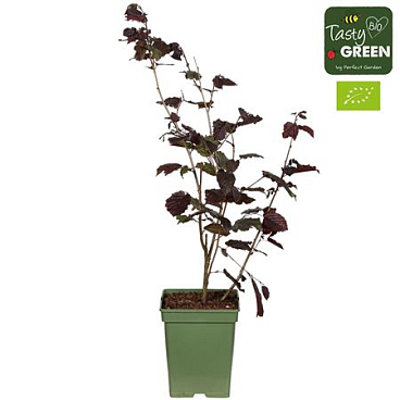 Corylus Avellana Rode Zellernoot Bio