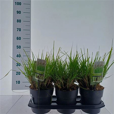 Pennisetum Alop Viridescens
