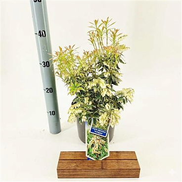 Pieris Jap Variegata