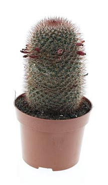 Mammillaria Spinosissima E