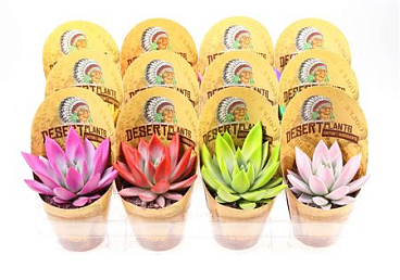 Echeveria Rainbow Mix Indian Cover