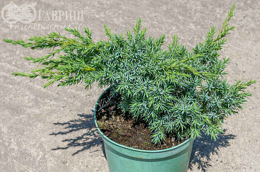 Можжевельник чешуйчатый Ханеторп