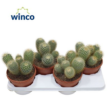 Маммилярия Принглей