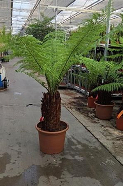 Dicksonia Antarctica