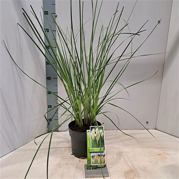 Cortaderia Selloana Pumila