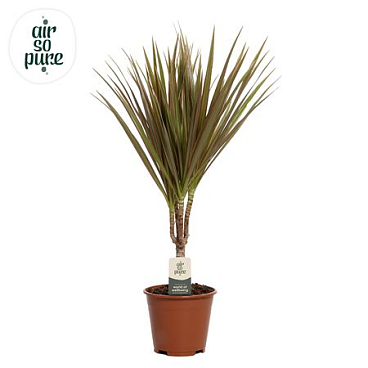 Drac Bicolor 15cm Stem (air So Pure)