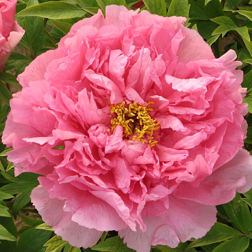 Пион древовидный Серебристый Ручей (в тубе)