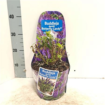 Buddleja Dav Butterfly Candy Purple