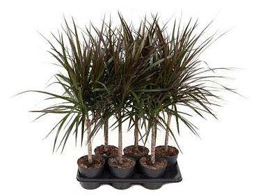 Dracaena Magenta 15cm Stam