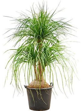 Beaucarnea Recurvata