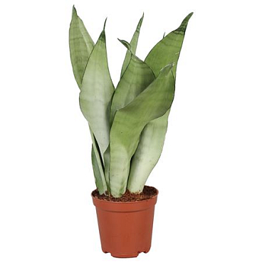 Sansevieria Moonshine