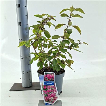 Callicarpa Bodinieri Profusion