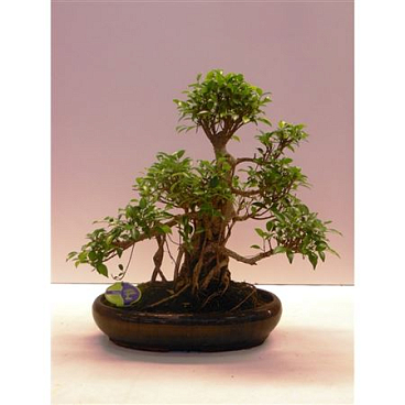 Bonsai Ficus Retusa, Without Driptray