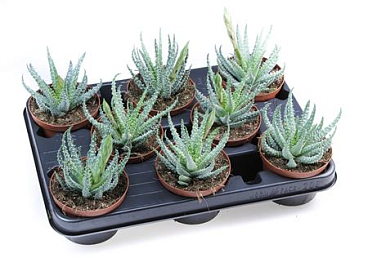 Aloe Humilis + Bloem