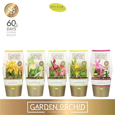 Garden Orchid Mix 3-5+ (opti)