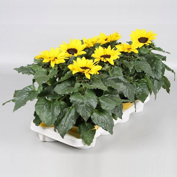 Гелиантус Сансейшн