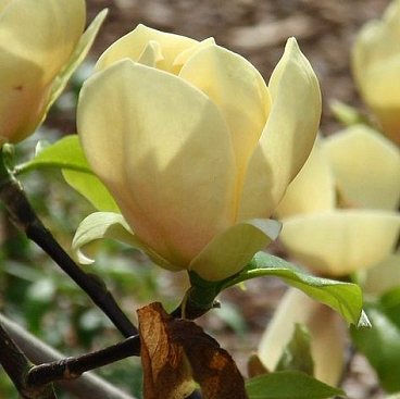 Магнолия гибридная Хоней Тулип в тубе