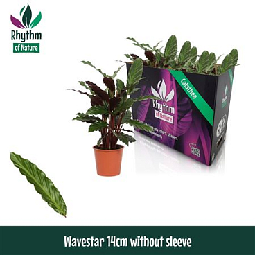 Calathea Wavestar Rhythm Of Nature No Sleeve