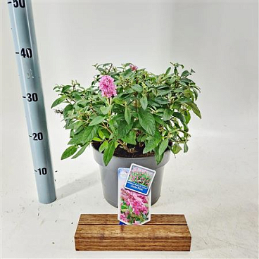 Buddleja Dav Little Pink