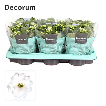 Kal Cal White (decorum).